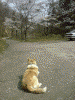 犬の独り言/お客さん来ないかなぁ…